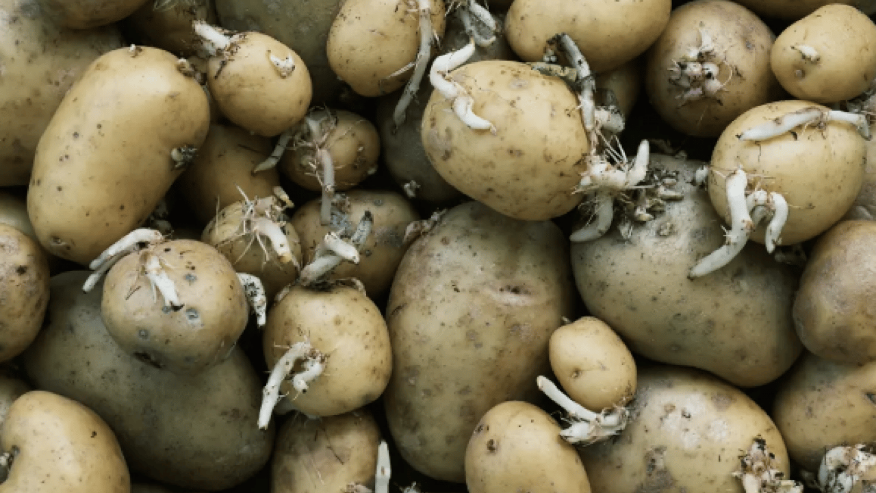 Foto - Ciddi bir sağlık tehdidi mi? Yeşeren ve filizlenen patates, soğan ve sarımsak yenir mi? 