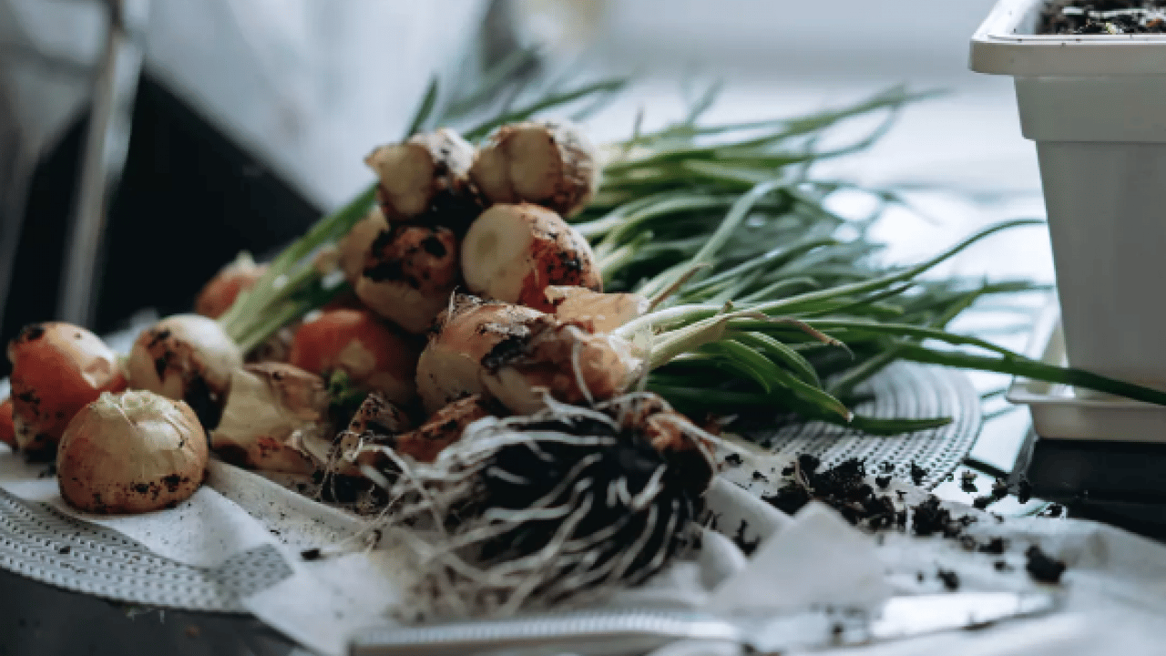 Foto - Ciddi bir sağlık tehdidi mi? Yeşeren ve filizlenen patates, soğan ve sarımsak yenir mi? 