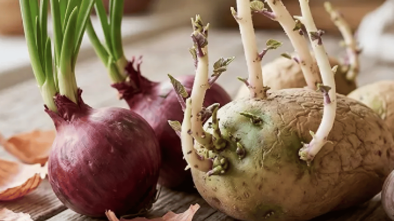 Foto - Ciddi bir sağlık tehdidi mi? Yeşeren ve filizlenen patates, soğan ve sarımsak yenir mi? 