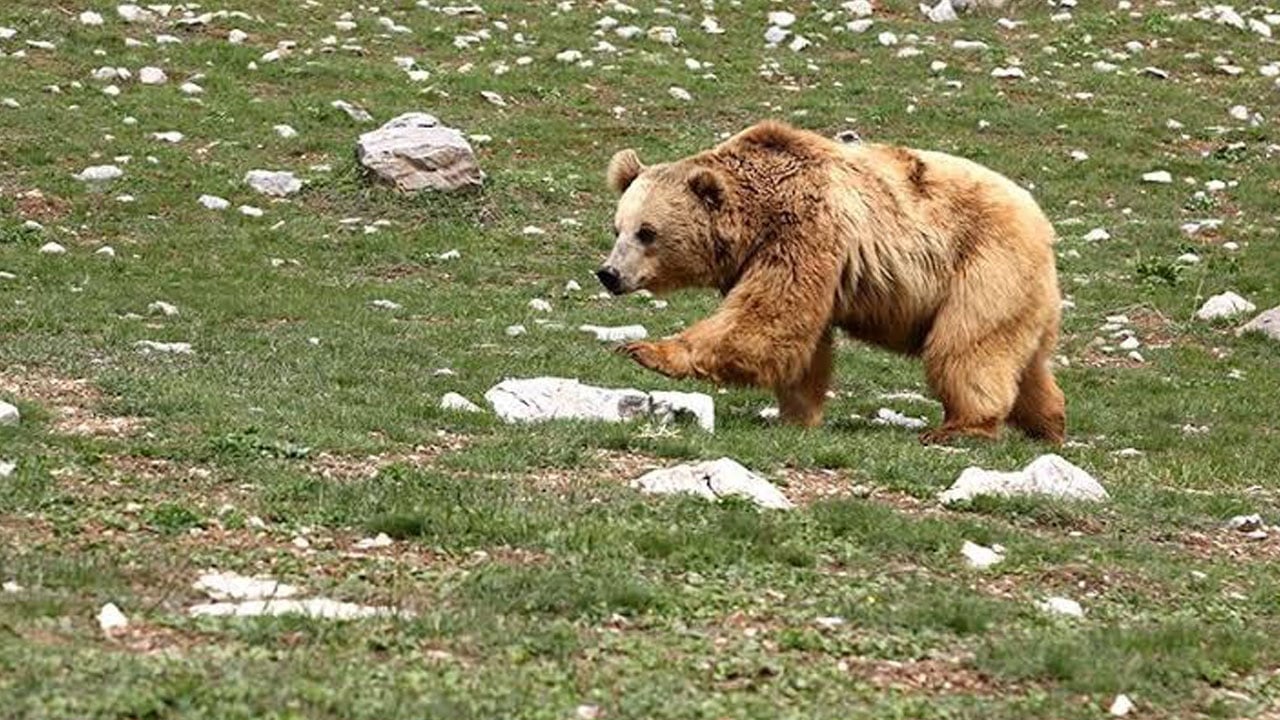 Foto - Çiftçi kürekle mücadele ederek kurtuldu! Ayı saldırısında ölümden döndü