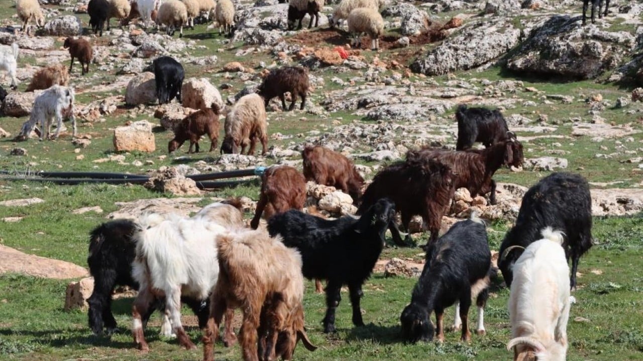 Foto - Çiftçi ve besicinin yüzü güldü Beyaz yerini yeşile bıraktı