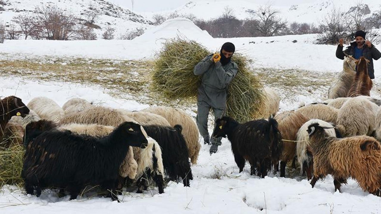 Foto - Çiftçi ve besicinin yüzü güldü Beyaz yerini yeşile bıraktı