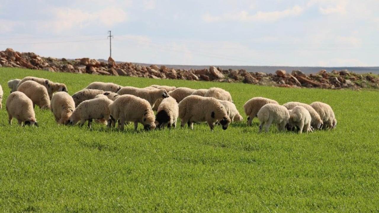 Foto - Çiftçi ve besicinin yüzü güldü Beyaz yerini yeşile bıraktı