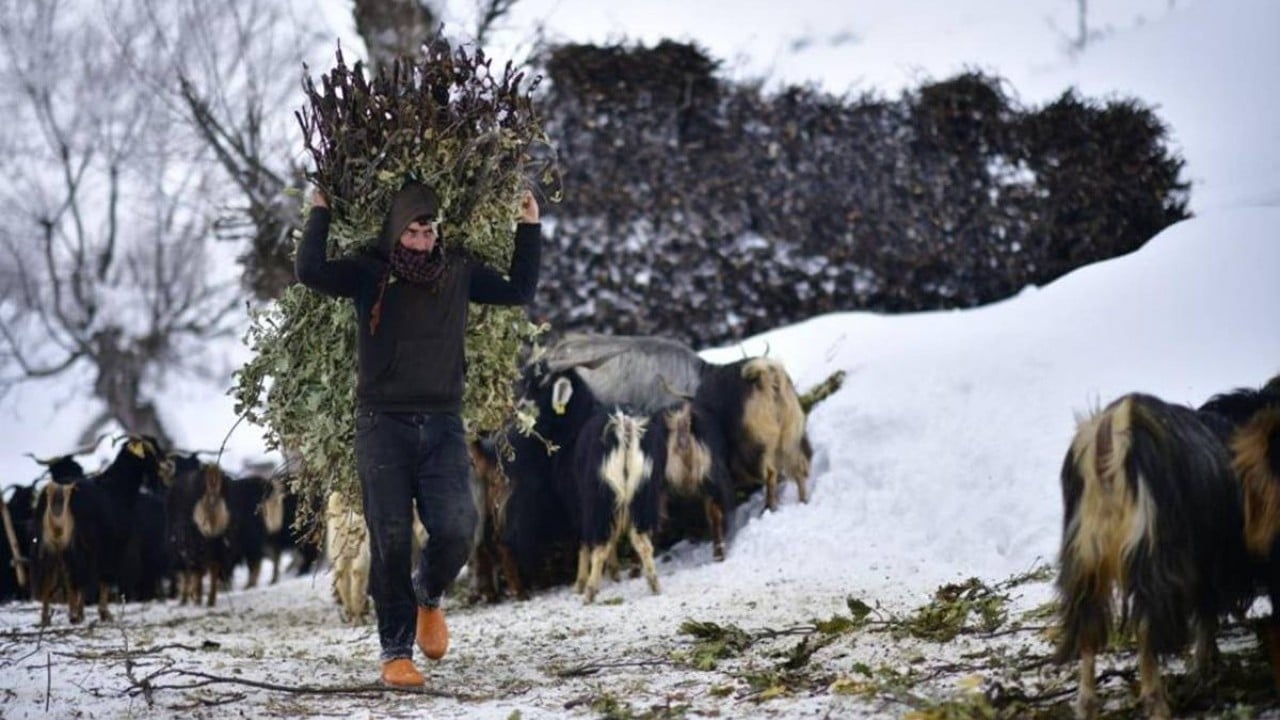 Çiftçi ve besicinin yüzü güldü Beyaz yerini yeşile bıraktı