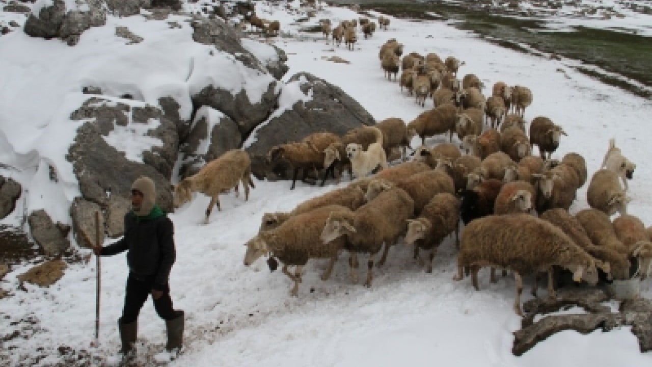 Foto - Çiftçi ve besicinin yüzü güldü Beyaz yerini yeşile bıraktı