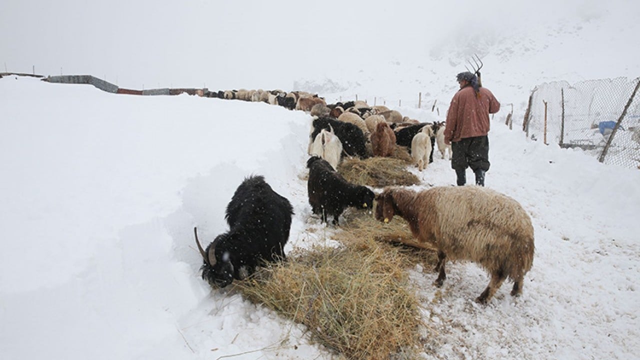 Foto - Çiftçi ve besicinin yüzü güldü Beyaz yerini yeşile bıraktı