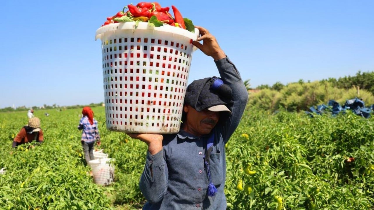 Foto - Çiftçi verim ve fiyattan memnun Kapya biber tarlaları kırmızıya boyadı