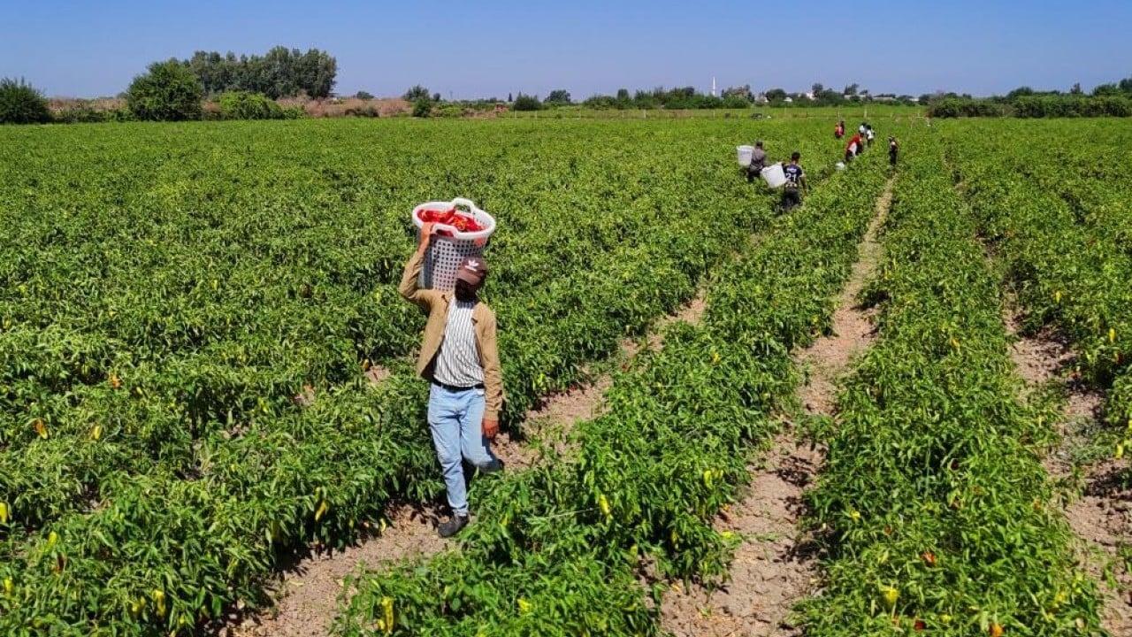 Foto - Çiftçi verim ve fiyattan memnun Kapya biber tarlaları kırmızıya boyadı
