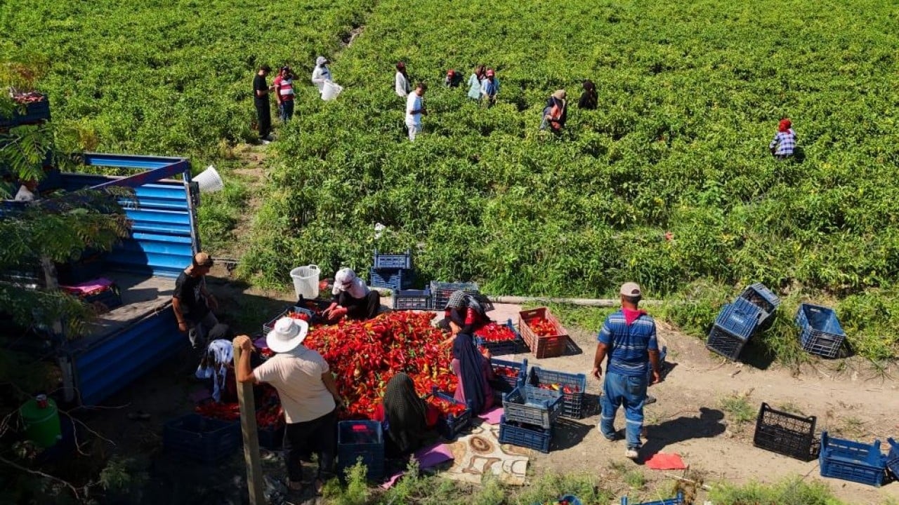 Foto - Çiftçi verim ve fiyattan memnun Kapya biber tarlaları kırmızıya boyadı