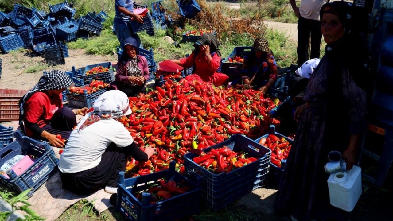 Foto - Çiftçi verim ve fiyattan memnun Kapya biber tarlaları kırmızıya boyadı