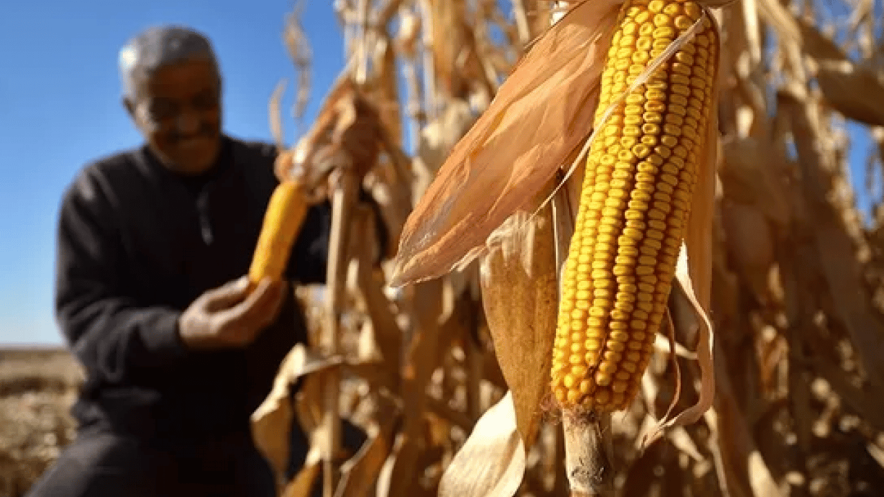 Foto - Çiftçilere müjde! Tarımsal destek ödemeleri yatırılıyor