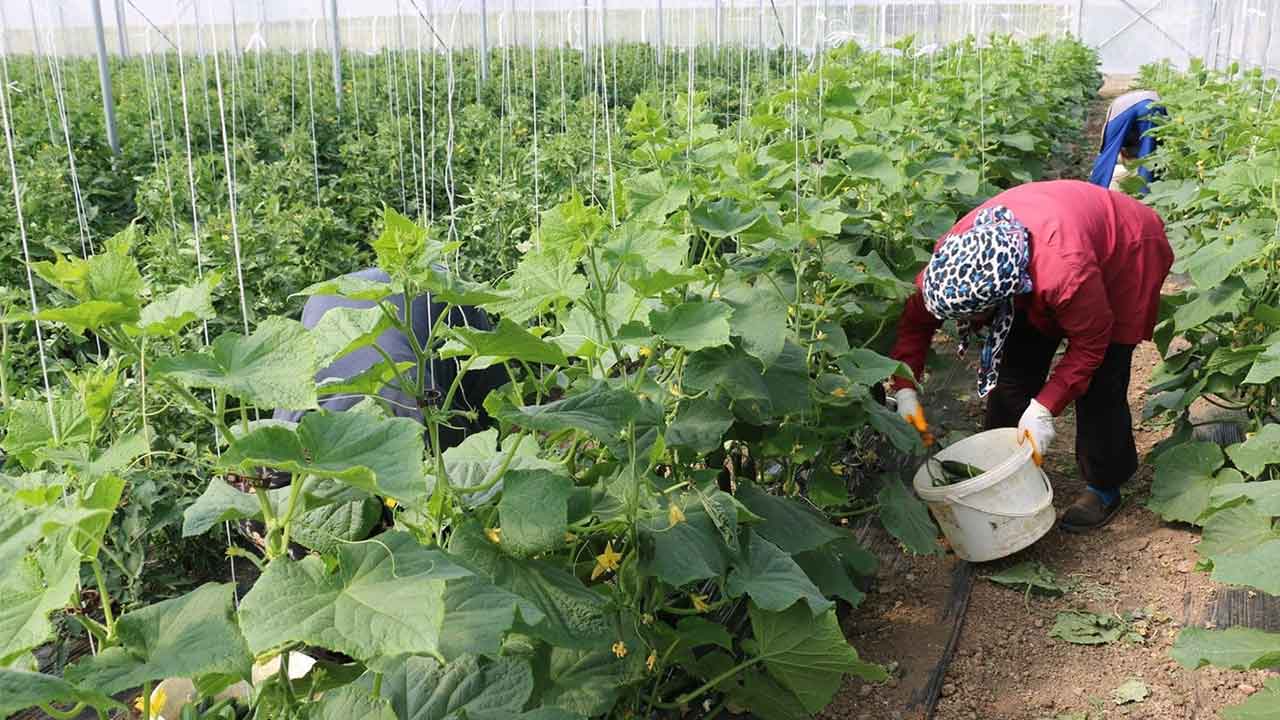 Çiftçilere yüzde 50 hibe! Devlet yine büyüklüğünü gösterdi