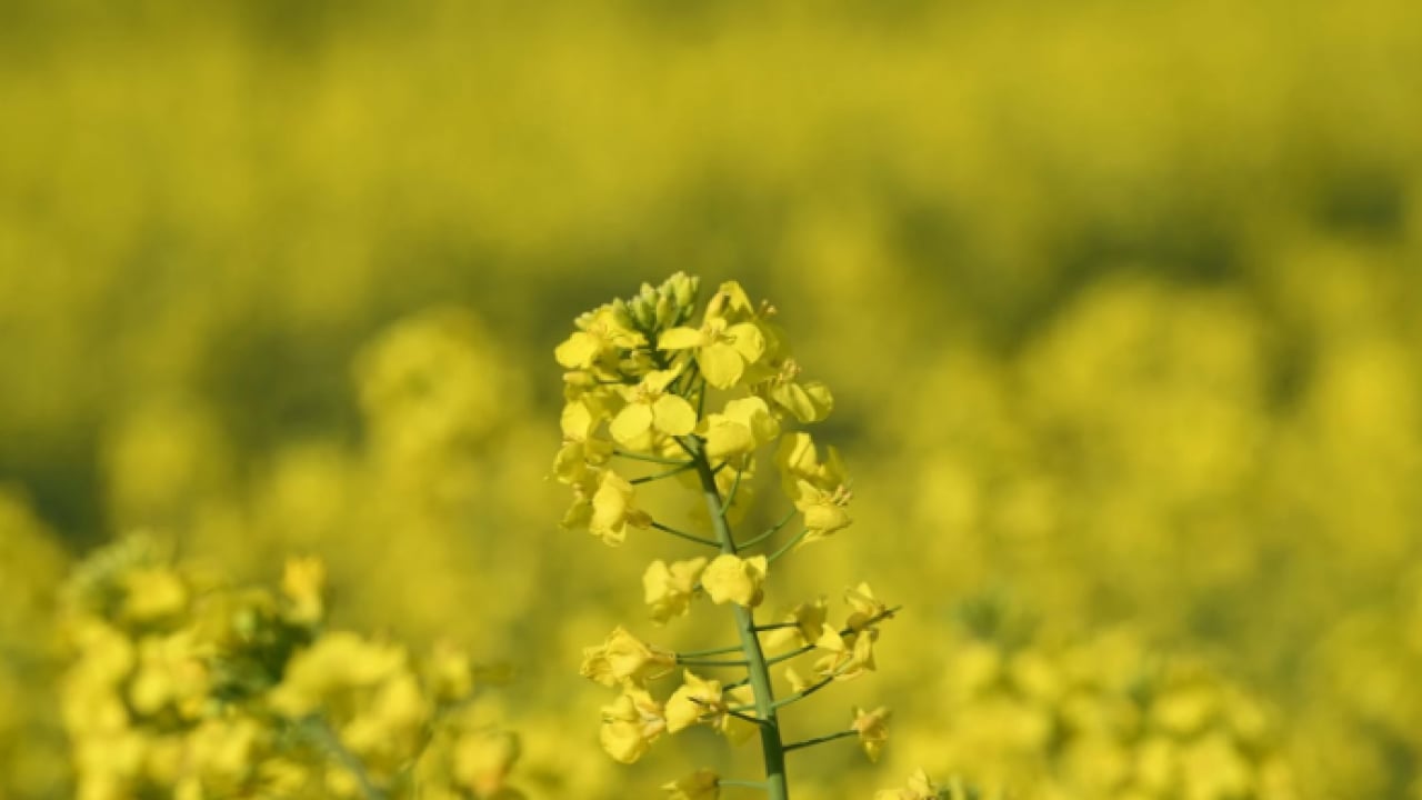 Foto - Çiftçinin yeni gözdesi o ürün oldu: Talep zirve yaptı