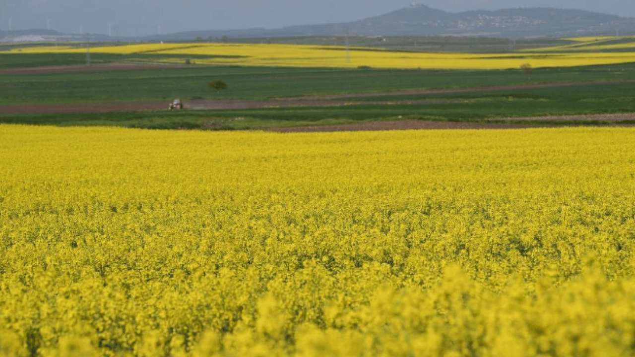 Foto - Çiftçinin yeni gözdesi o ürün oldu: Talep zirve yaptı