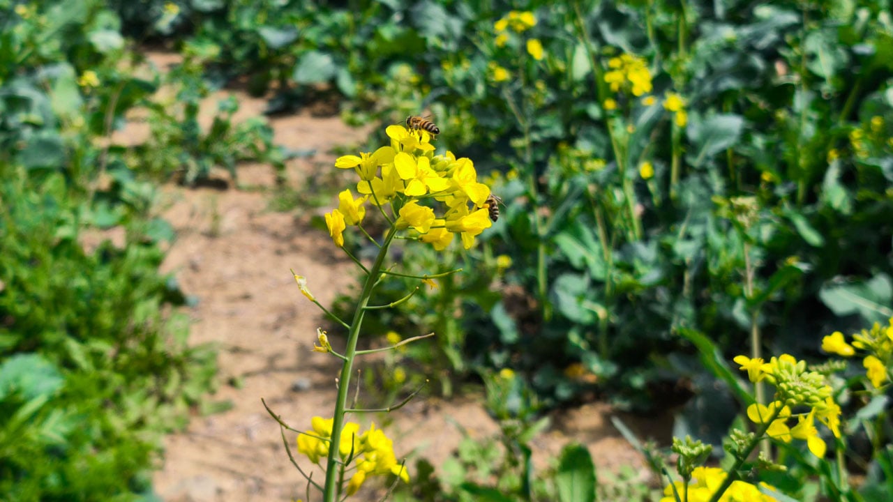 Foto - Çiftçinin yüzü güldü! Sarı altın çiçek açtı, Trakya renk değiştirdi 