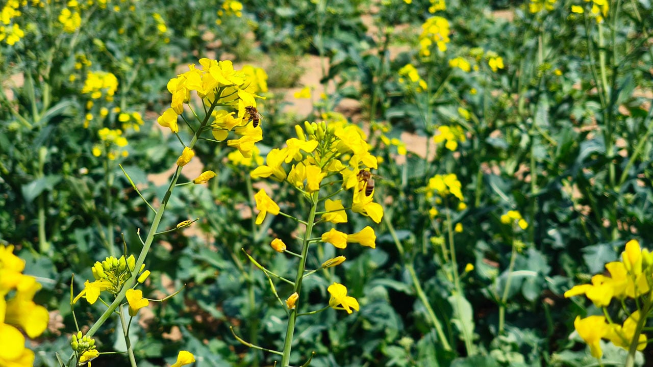Foto - Çiftçinin yüzü güldü! Sarı altın çiçek açtı, Trakya renk değiştirdi 