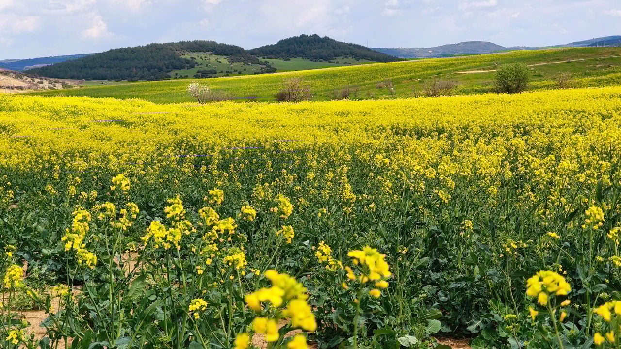 Çiftçinin yüzü güldü! Sarı altın çiçek açtı, Trakya renk değiştirdi 