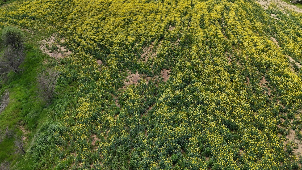 Foto - Çiftçinin yüzü güldü! Sarı altın çiçek açtı, Trakya renk değiştirdi 