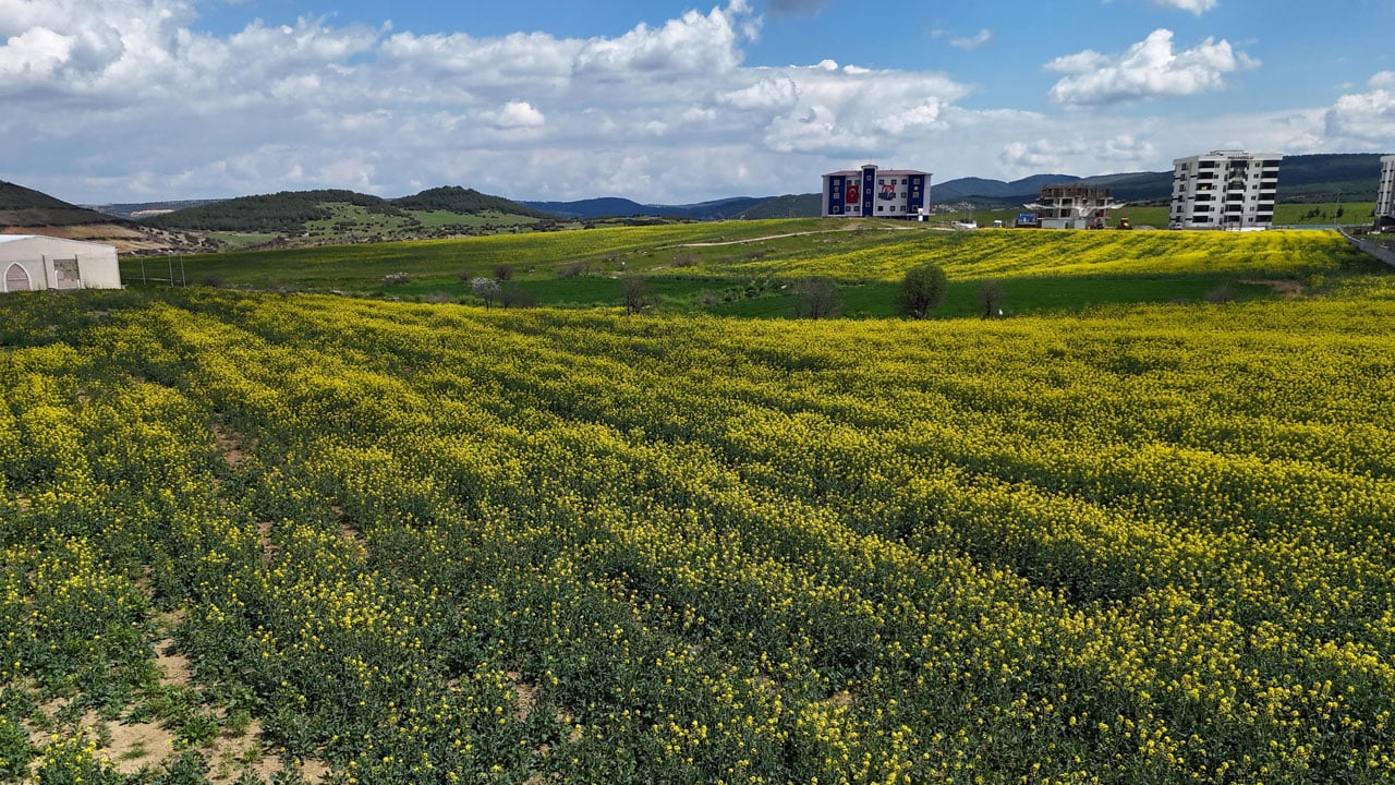 Foto - Çiftçinin yüzü güldü! Sarı altın çiçek açtı, Trakya renk değiştirdi 