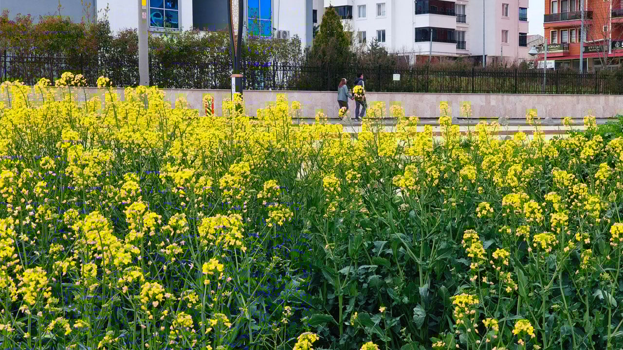 Foto - Çiftçinin yüzü güldü! Sarı altın çiçek açtı, Trakya renk değiştirdi 
