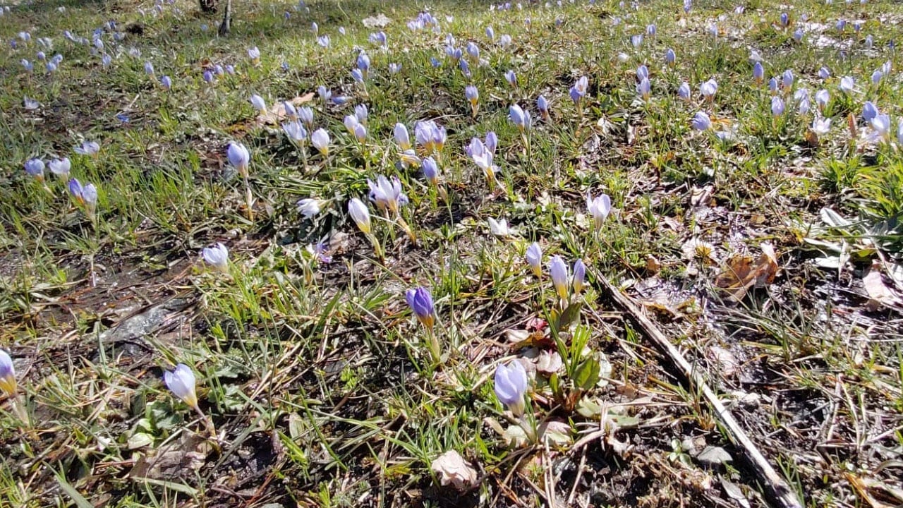 Foto - Çiğdemler ortaya çıktı! Abant’ta doğa renk değiştiriyor