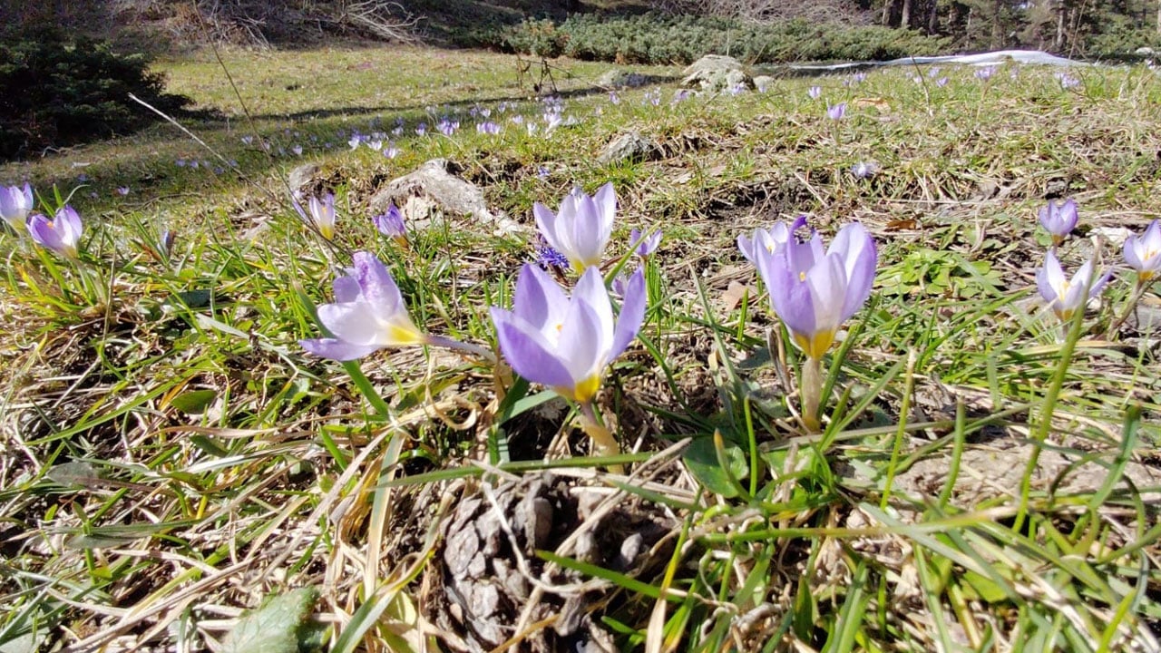 Foto - Çiğdemler ortaya çıktı! Abant’ta doğa renk değiştiriyor