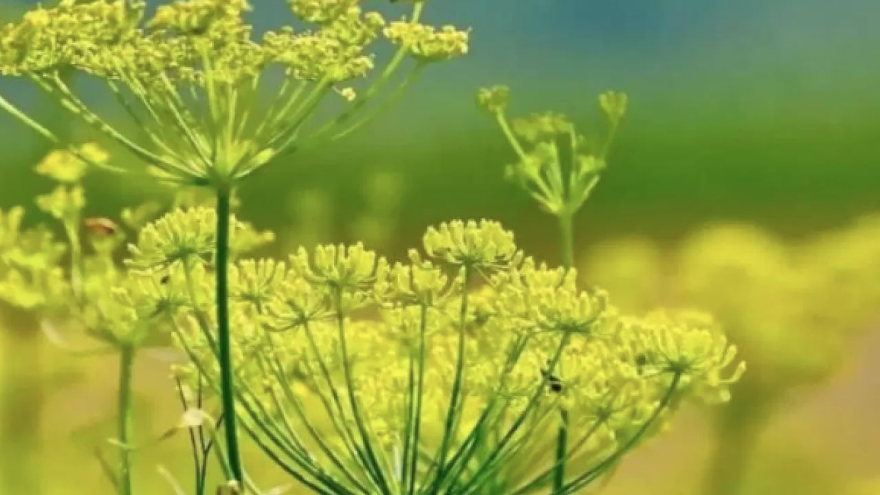 Foto - Çıkış yolu bu bitkiye çıkıyor: Vücudunuzda şifa saçacak resmen...