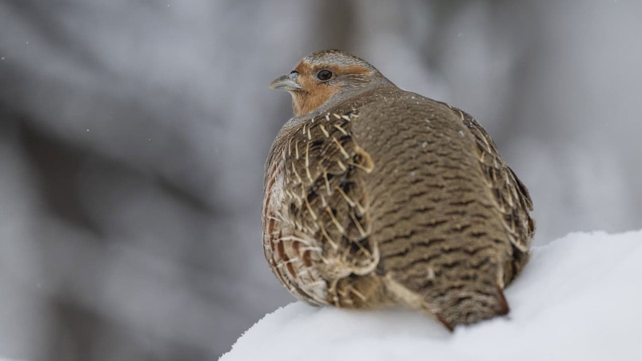 Foto - Çil keklikler görüntülendi! Eksi 25 derecede şehir merkezine indiler