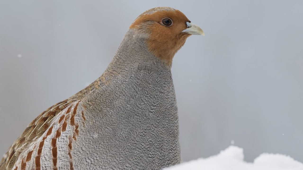 Foto - Çil keklikler görüntülendi! Eksi 25 derecede şehir merkezine indiler