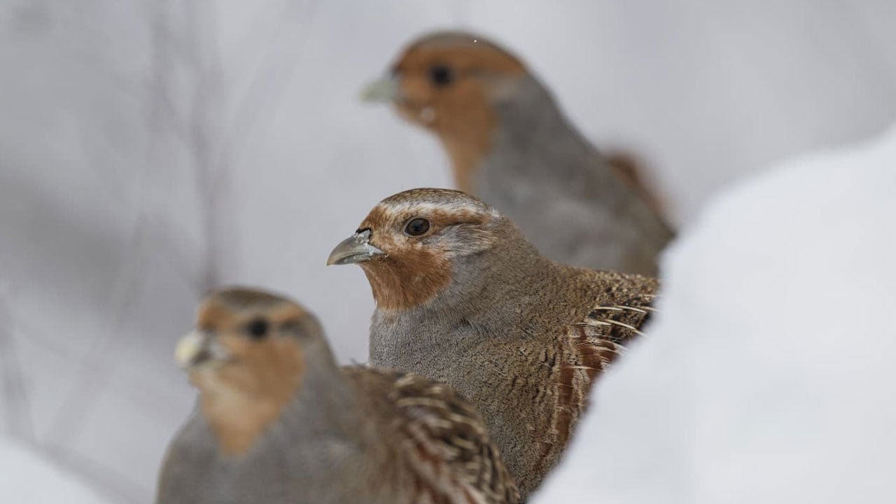 Foto - Çil keklikler görüntülendi! Eksi 25 derecede şehir merkezine indiler