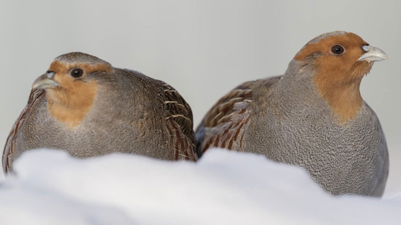 Çil keklikler görüntülendi! Eksi 25 derecede şehir merkezine indiler