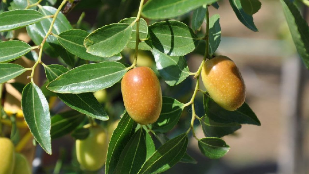 Foto - Damarları açıyor, kanı temizliyor: İşte dünyanın en güçlü antioksidanı!