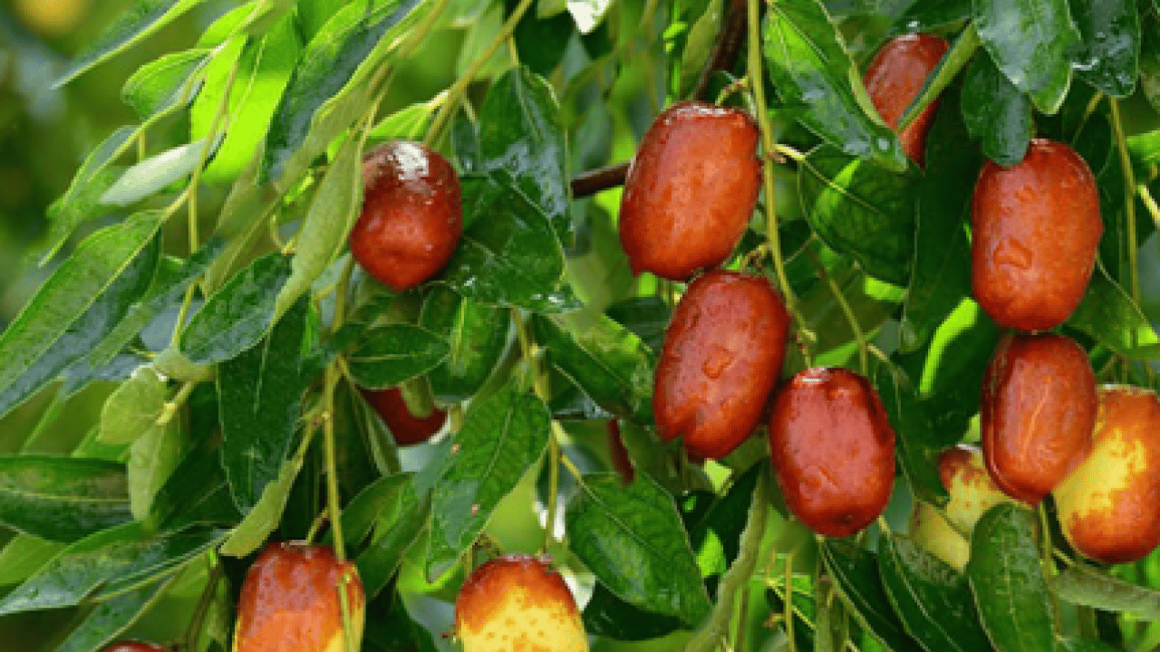 Foto - Damarları açıyor, kanı temizliyor: İşte dünyanın en güçlü antioksidanı!