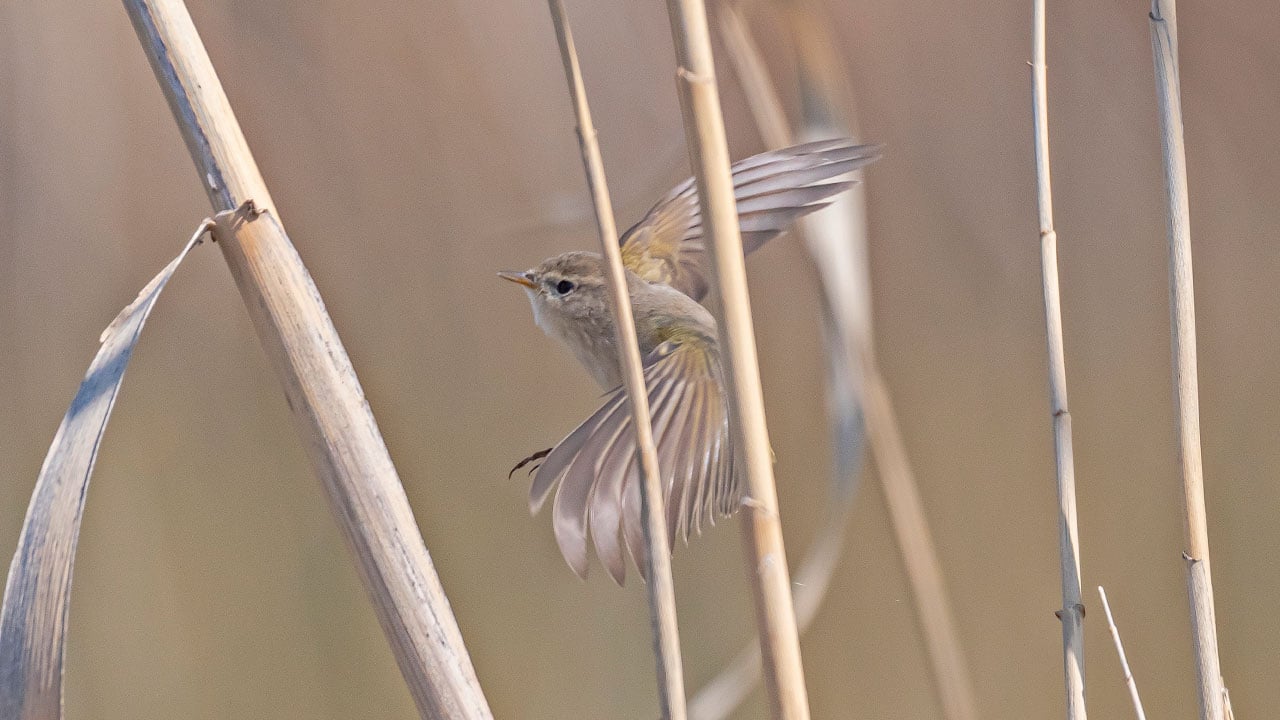 Foto - Çıvgın sazlıklarda beslendi! İskandinavya’dan gelip Diyarbakır’da görüntülendi