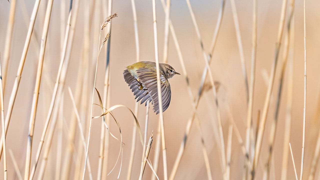 Foto - Çıvgın sazlıklarda beslendi! İskandinavya’dan gelip Diyarbakır’da görüntülendi