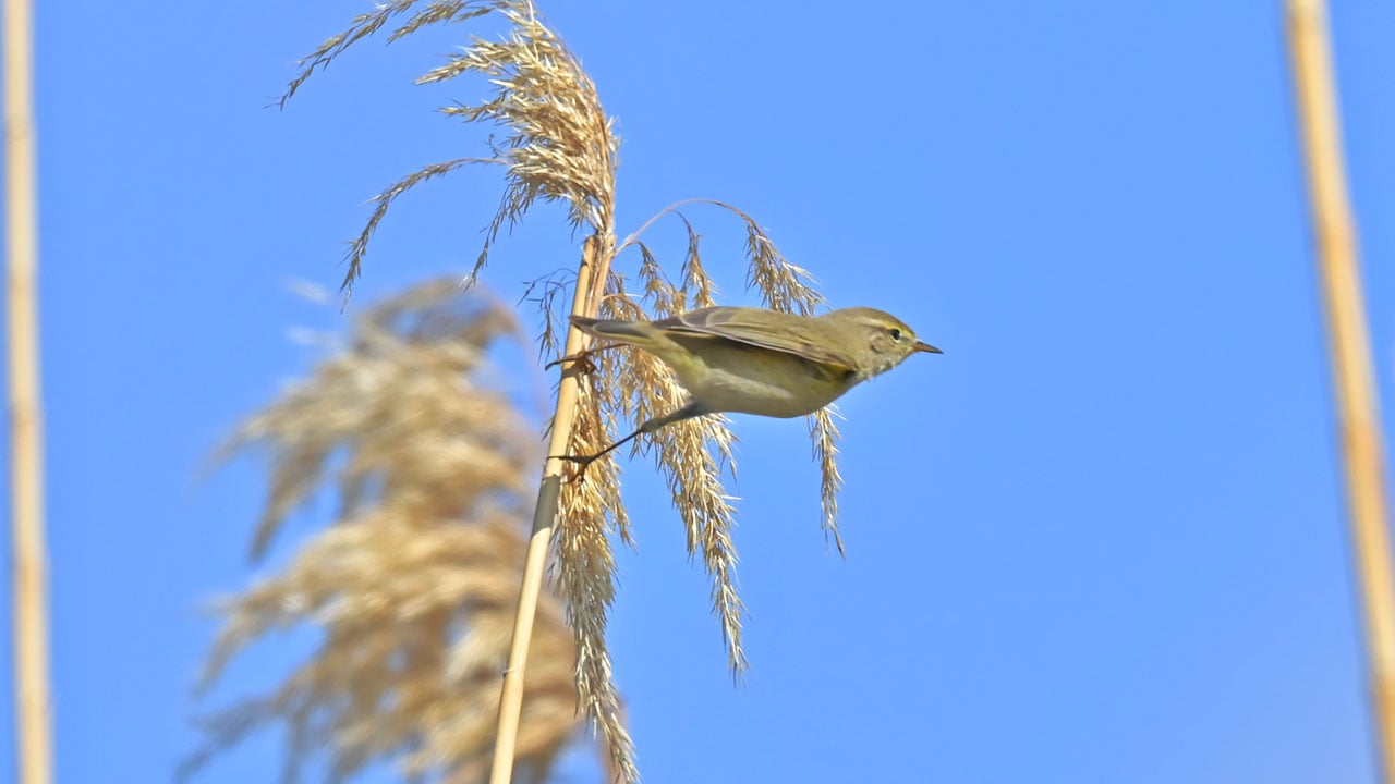 Çıvgın sazlıklarda beslendi! İskandinavya’dan gelip Diyarbakır’da görüntülendi