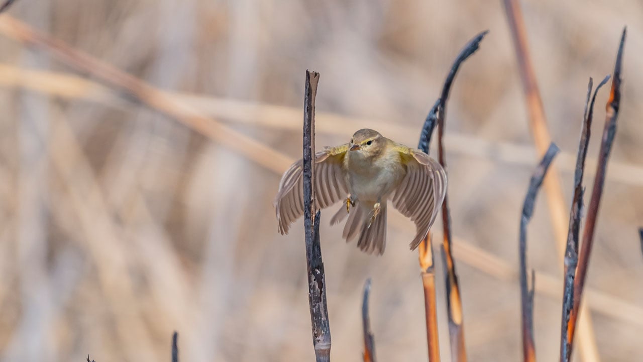 Foto - Çıvgın sazlıklarda beslendi! İskandinavya’dan gelip Diyarbakır’da görüntülendi