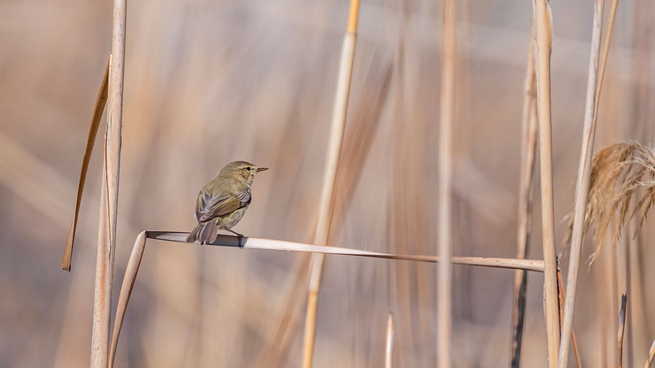 Foto - Çıvgın sazlıklarda beslendi! İskandinavya’dan gelip Diyarbakır’da görüntülendi