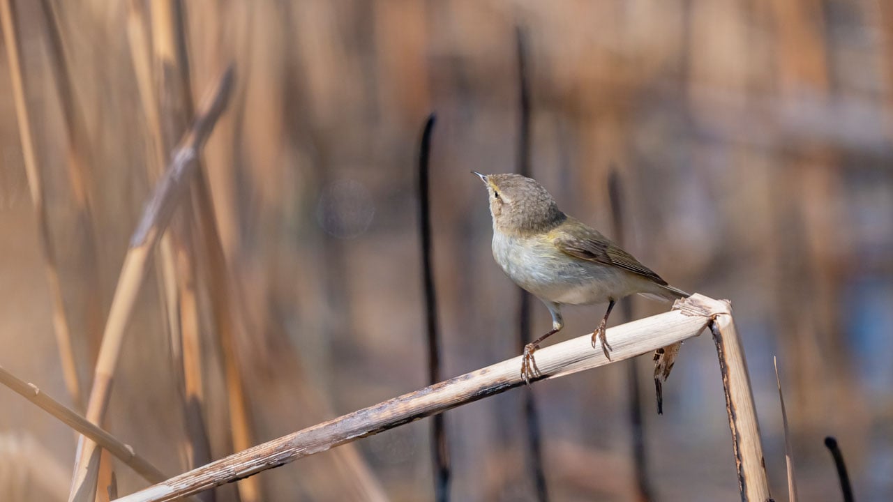 Foto - Çıvgın sazlıklarda beslendi! İskandinavya’dan gelip Diyarbakır’da görüntülendi