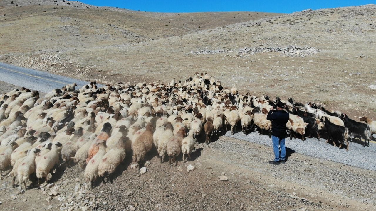 Foto - Çoban için vereceği maaş, gündem oldu! Sürüye bak, Wi-Fi’ni bağla, 590 bini kap
