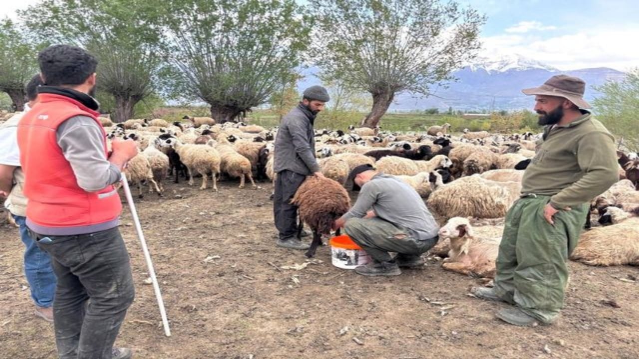 Çoban maaşları 150 bin TL’yi bulmuştu! Hayvancılıkta devrim gibi karar: Türkiye’de bir ilk olacak