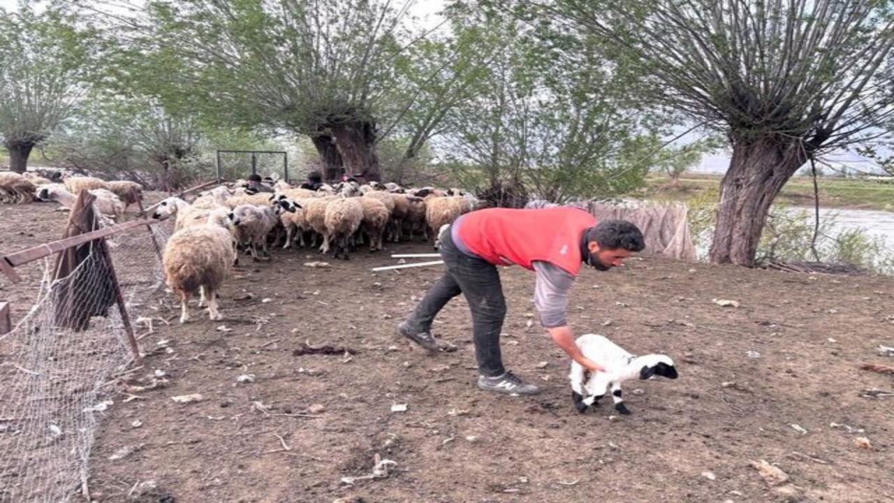 Foto - Çoban maaşları 150 bin TL’yi bulmuştu! Hayvancılıkta devrim gibi karar: Türkiye’de bir ilk olacak