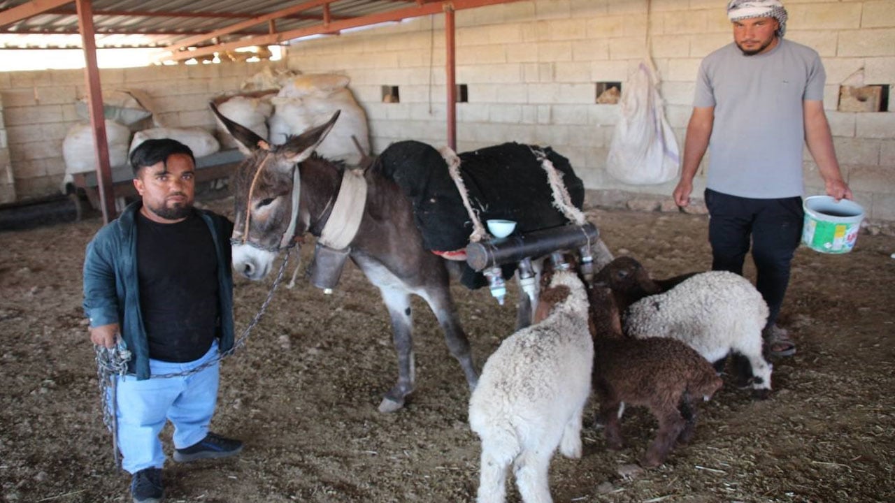 Foto - Çobanın inanılmaz yöntemi: Bütün sürü peşinden ayrılmıyor