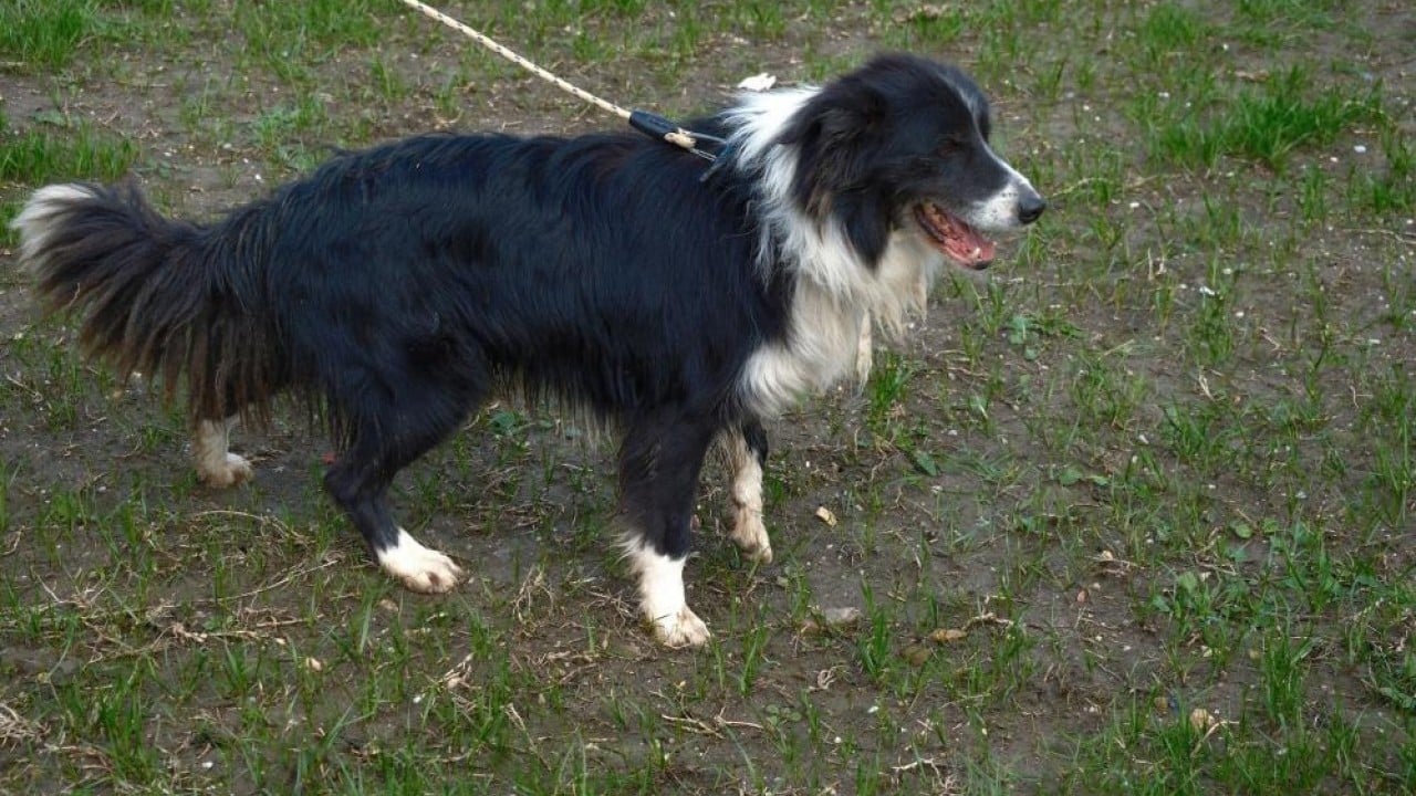 Foto - Çobanların heyecanlı ve hareketli yeni yardımcısı