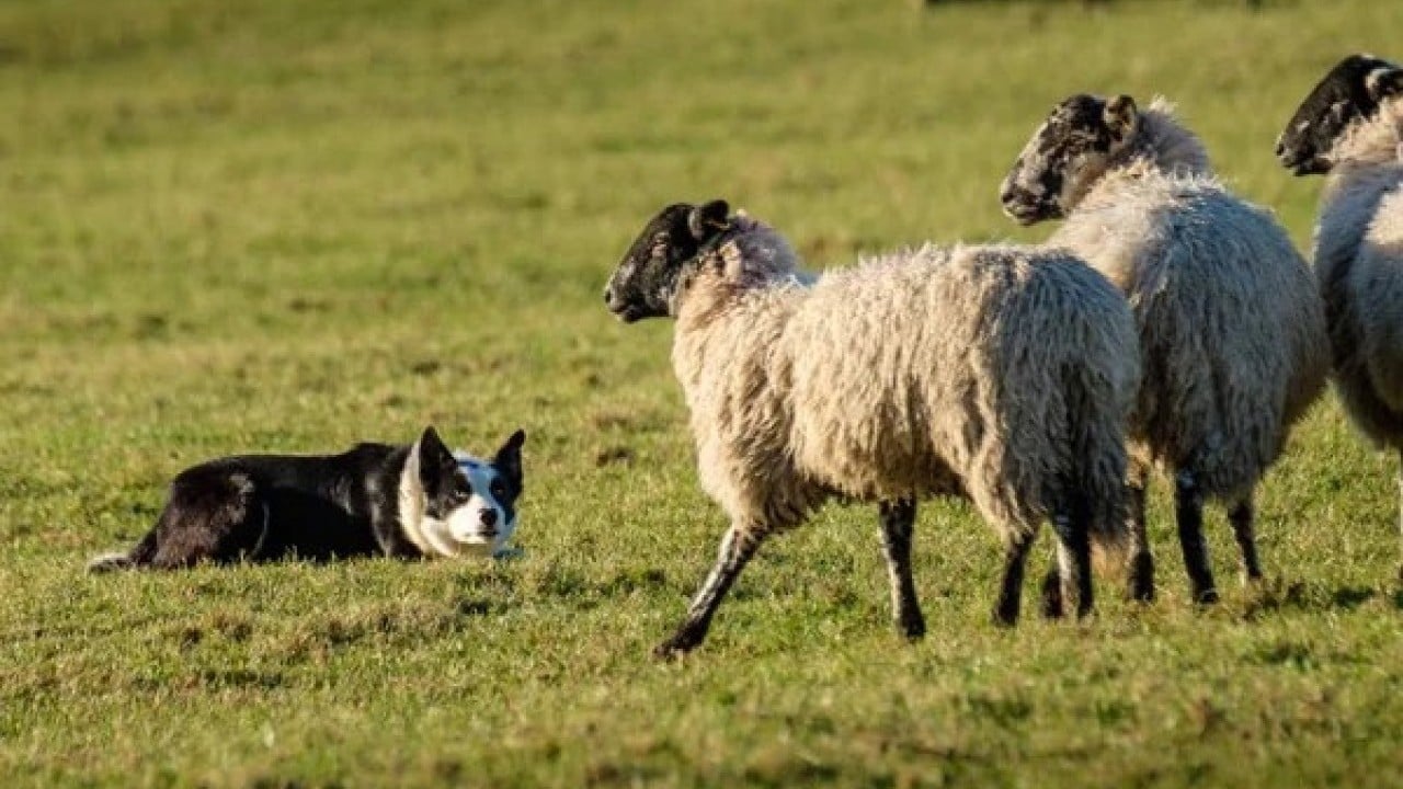 Foto - Çobanların heyecanlı ve hareketli yeni yardımcısı