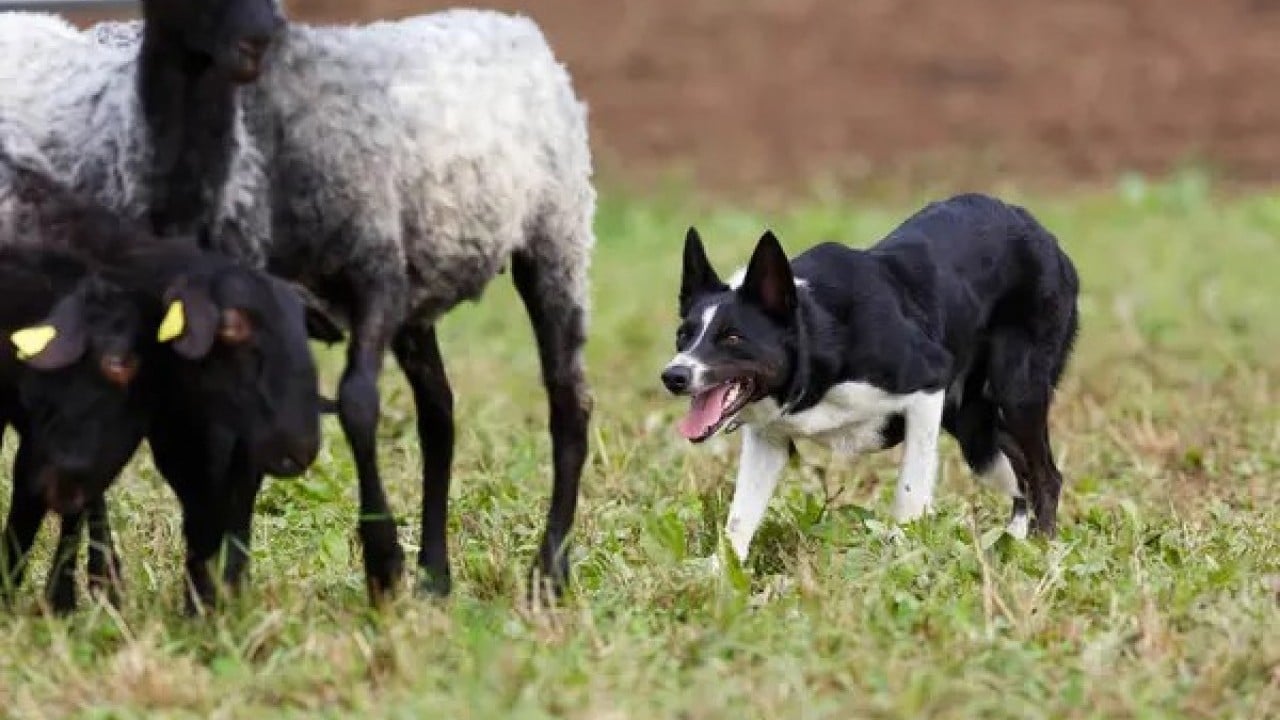 Foto - Çobanların heyecanlı ve hareketli yeni yardımcısı