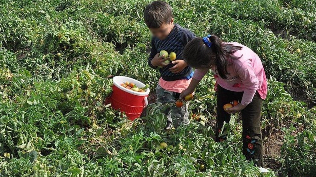 Foto - Çocuk işçiliğinde sıfır tolerans Dijital takip dönemi başladı