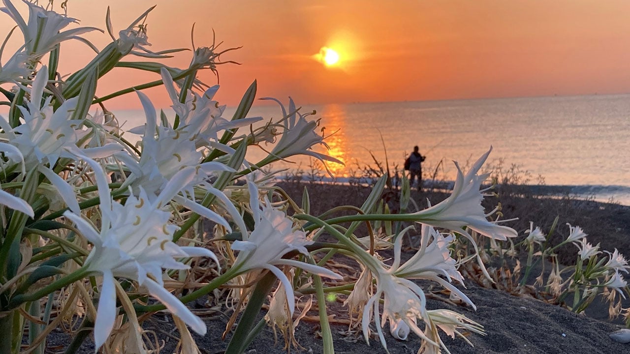 Çocuklar nöbette! 2 milyon 800 bin liranız yoksa bu çiçeğe yaklaşmayın