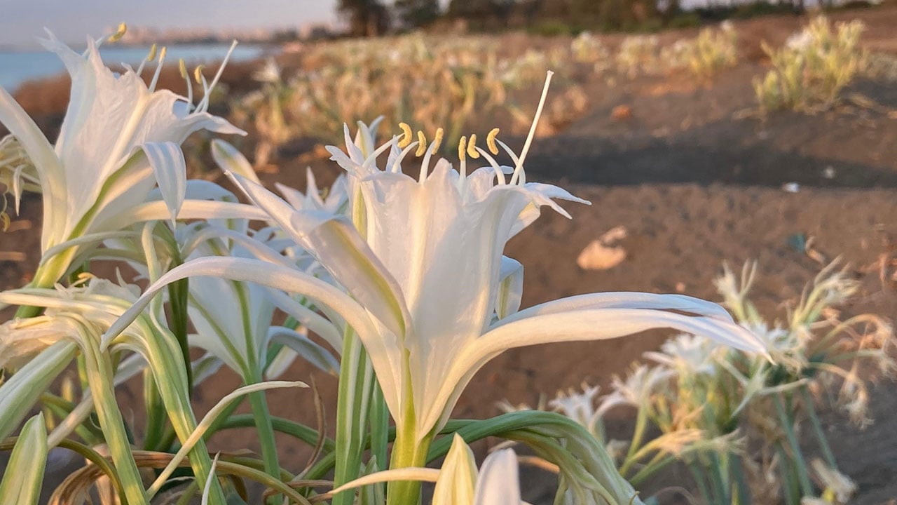 Foto - Çocuklar nöbette! 2 milyon 800 bin liranız yoksa bu çiçeğe yaklaşmayın