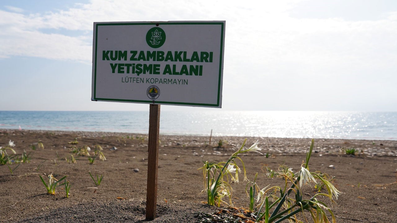 Foto - Çocuklar nöbette! 2 milyon 800 bin liranız yoksa bu çiçeğe yaklaşmayın